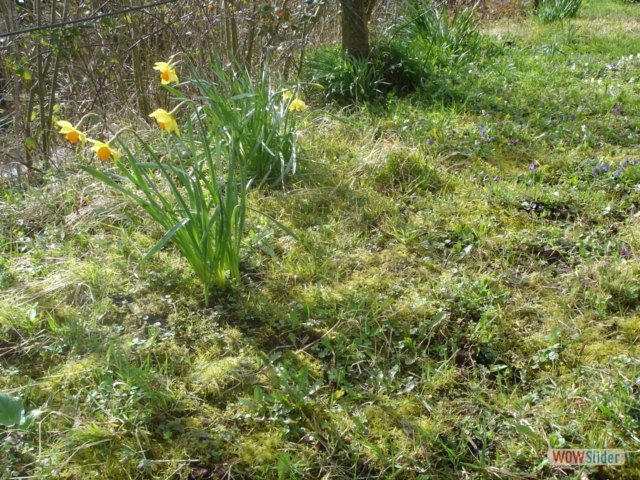 Jonquilles