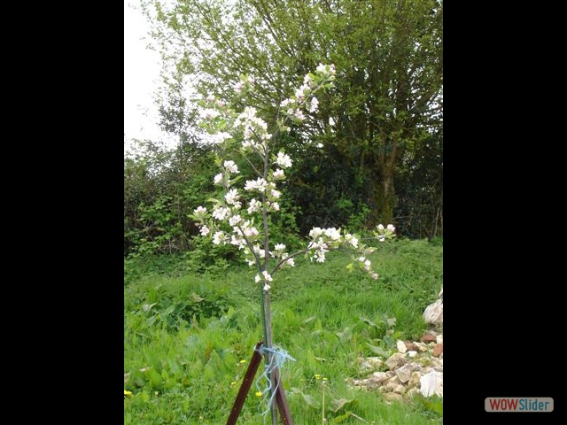 Pommier en fleurs